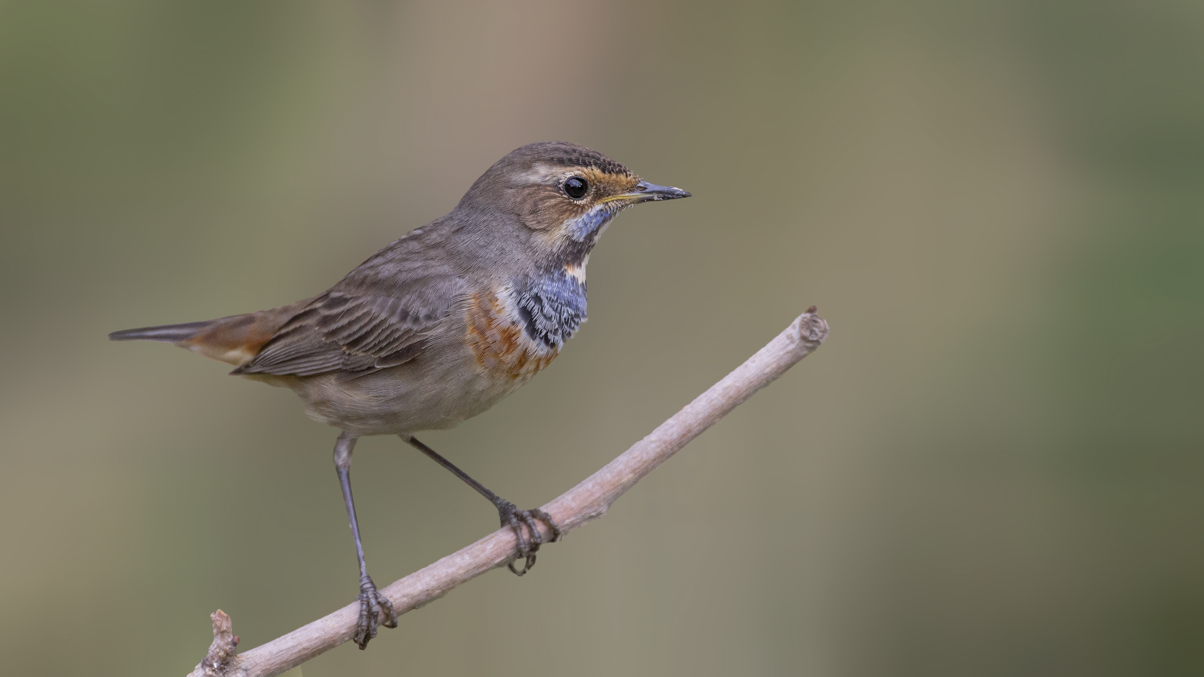 Bluethroat